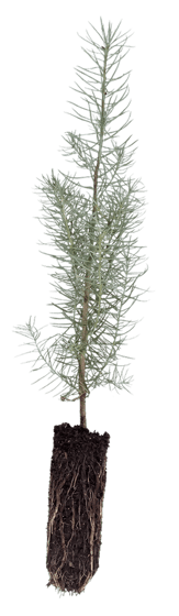 PP-Ellepot-Seedling-Isolation (1) 1-1