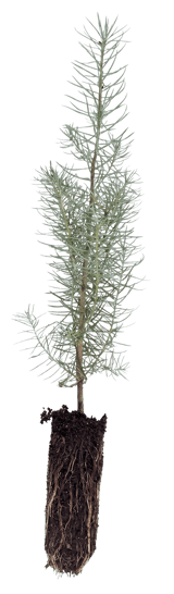 seedlingcutout_updated